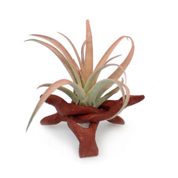 Air Plant Camp Out Centerpieces