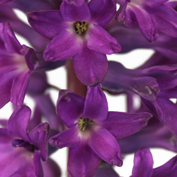 Hyacinth Purple Flower May to December