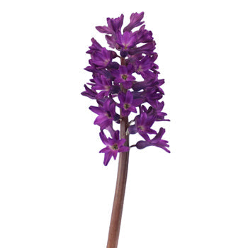 Hyacinth Purple Flower May to December