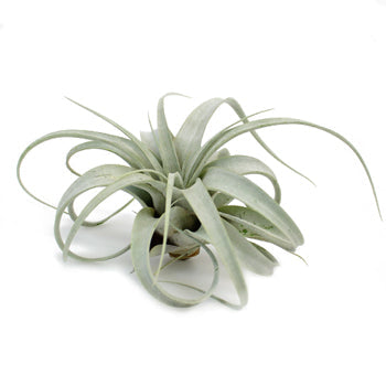 Xerographica Tillandsia Wedding Air Plants