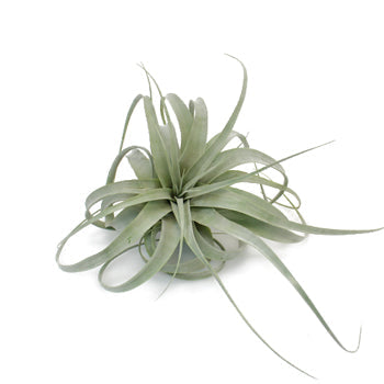 Extra Large Xerographica Tillandsia Wedding Air Plants