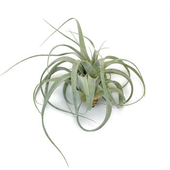 Extra Large Xerographica Tillandsia Wedding Air Plants