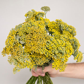 Yarrow Achillea Yellow Flower