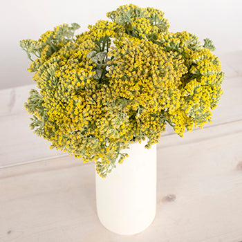 Yarrow Achillea Yellow Flower