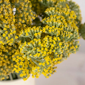 Yarrow Achillea Yellow Flower