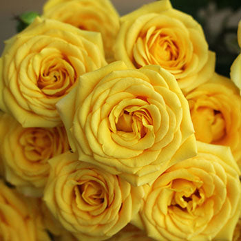 Yellow Babe Spray Roses up close