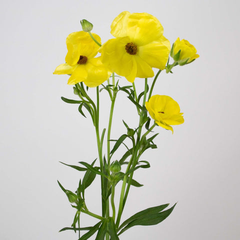 Yellow Butterfly Ranunculus Flower Single Stem