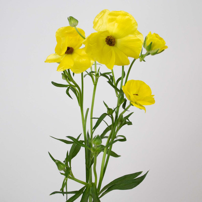 Yellow Butterfly Ranunculus Flower Single Stem