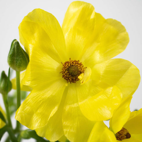 Yellow Butterfly Ranunculus Flower Up Close
