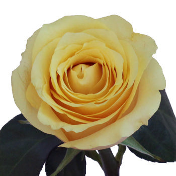 Yellow Butterscotch Fresh Cut Roses up close