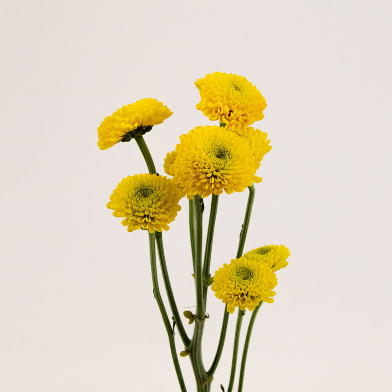 Yellow Button Pom Flower Stem