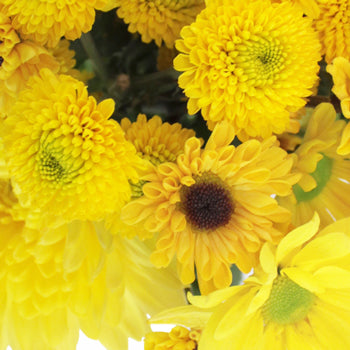 Sunny Flower Days Pom Pack