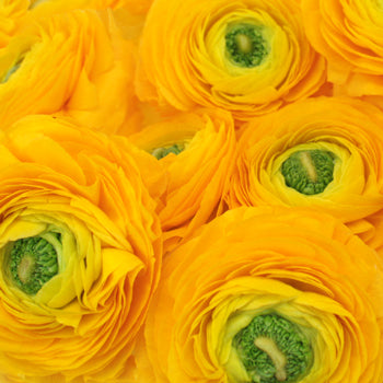 Golden Rod Italian Cloony Ranunculus