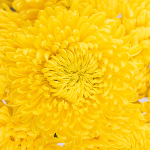 Yellow Cremon Flower Up Close