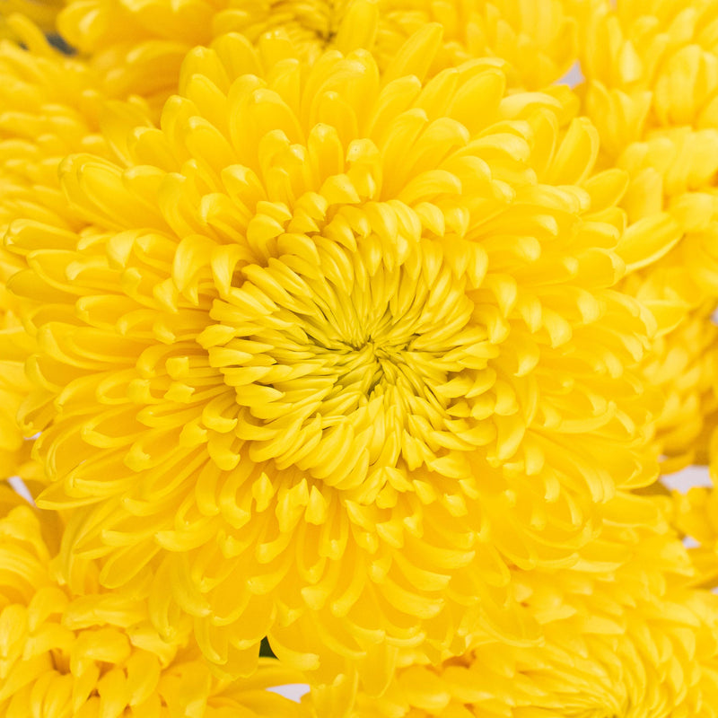 Yellow Cremon Flower Up Close