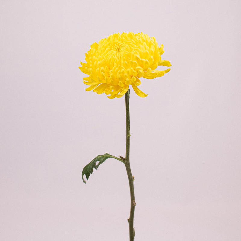Yellow Cremon Flower Single Stem