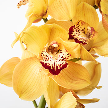 Yellow Cymbidium Orchids Overnight