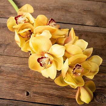 Yellow Cymbidium Orchids Overnight
