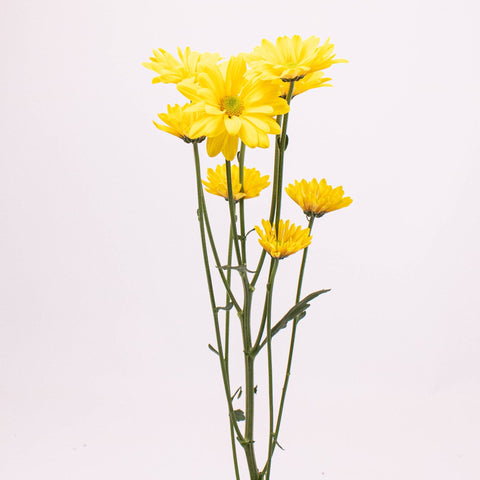 Bright Yellow Daisy Flower Single Stem