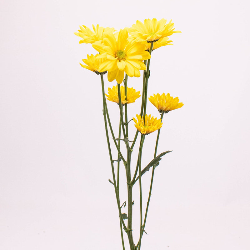 Bright Yellow Daisy Flower Single Stem