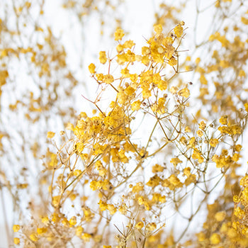 Dried Baby's Breath Yellow