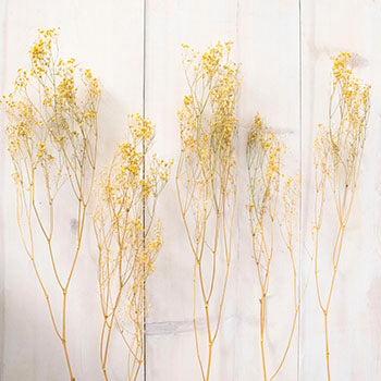 Dried Baby's Breath Yellow