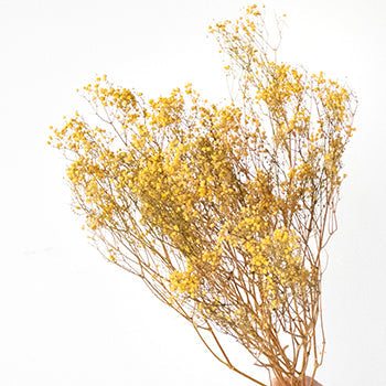Dried Baby's Breath Yellow