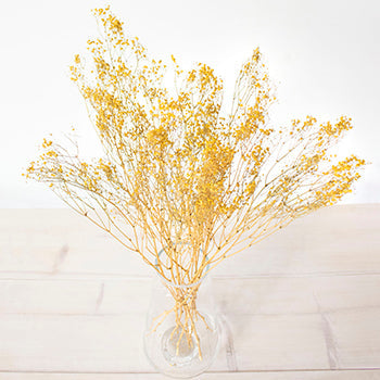 Dried Baby's Breath Yellow