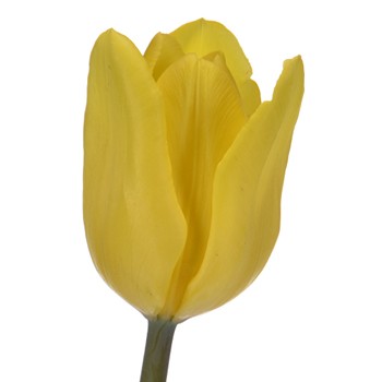Yellow Flight Tulip Wholesale Flower Up close