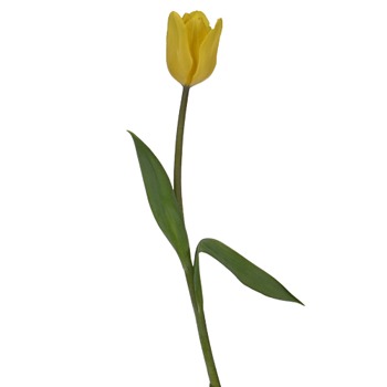 Yellow Flight Tulips Wholesale Flower Side Stem