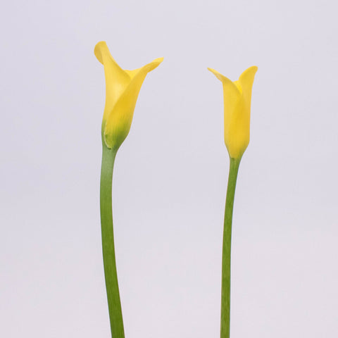 Yellow Golden Calla Lily Flower Stem