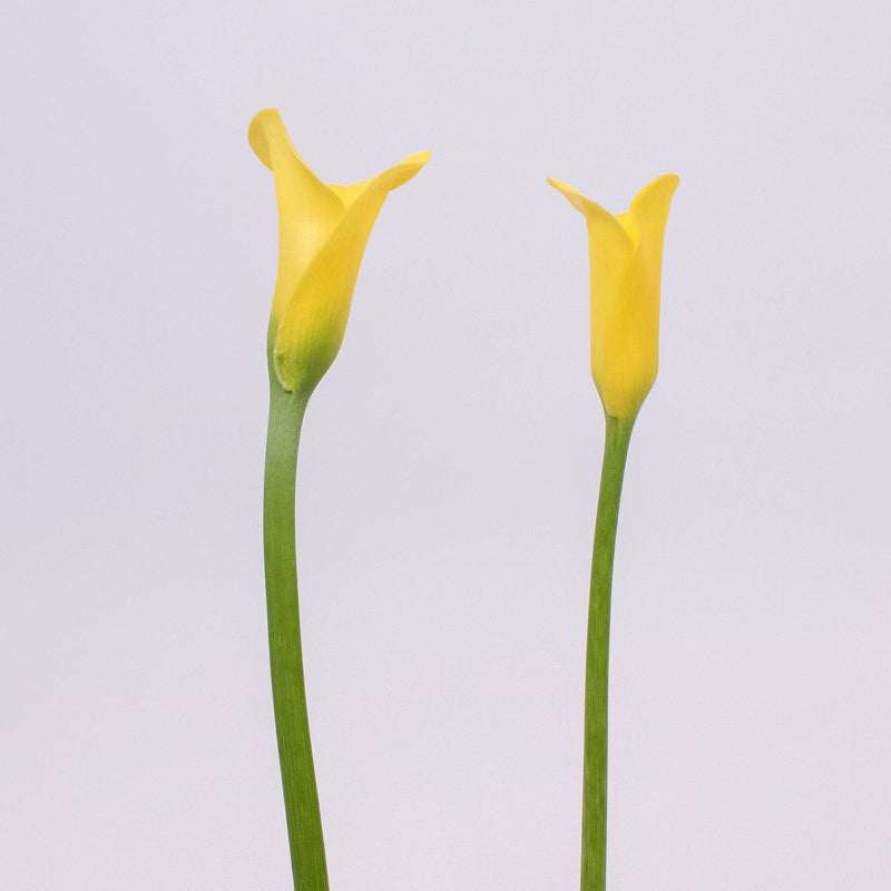 Yellow Golden Calla Lily Flower Stem