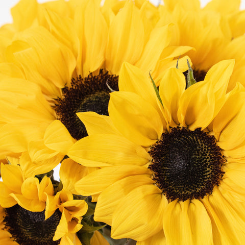 Yellow Mini Sunflower Flower Up Close