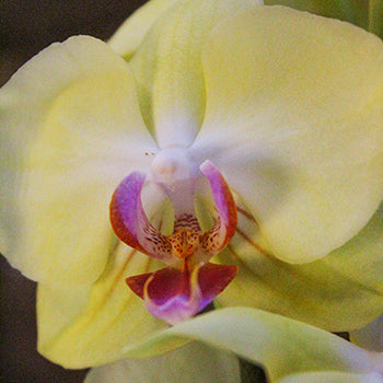 Yellow Flower Phalaenopsis Orchids