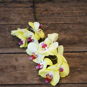 Yellow Flower Phalaenopsis Orchids