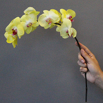 Yellow Flower Phalaenopsis Orchids