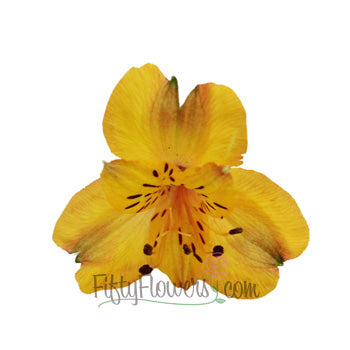Yellow Peach alstroemeria Wholesale Bloom