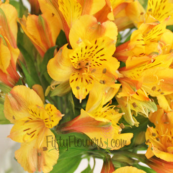 Yellow Peach alstroemeria Wholesale Flower Upclose