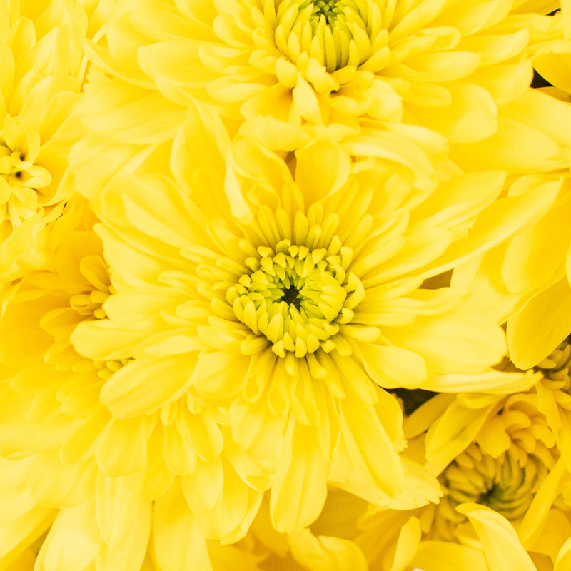 Bright Yellow Pom Flower Up Close