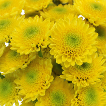 Lemon Lime Spray Pom Flower