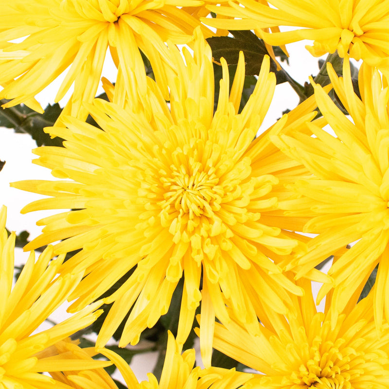 Bright Yellow Spider Mum Flower Up Close