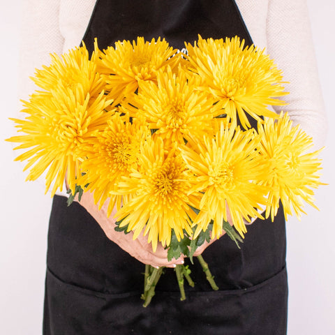 Bright Yellow Spider Mum Flower Bunch in Hand