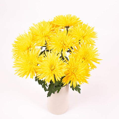 Bright Yellow Spider Mum Flower Bunch in Vase