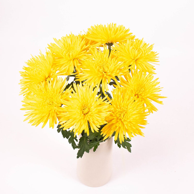 Bright Yellow Spider Mum Flower Bunch in Vase