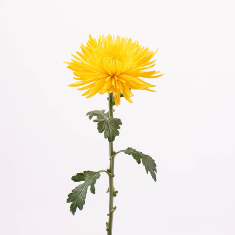 Bright Yellow Spider Mum Flower Stem