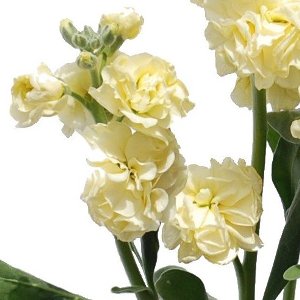 Yellow Spray Stock Wholesale Flower Upclose