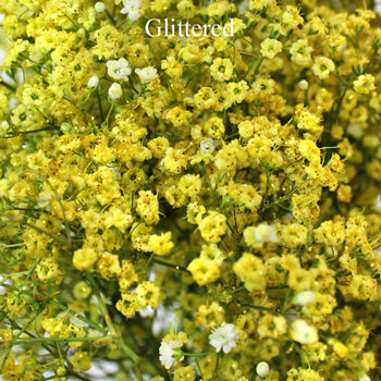 Yellow Airbrushed Baby's Breath