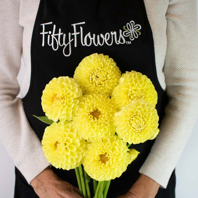 Yellow Dahlia Sunny Flower Bunch in Hand