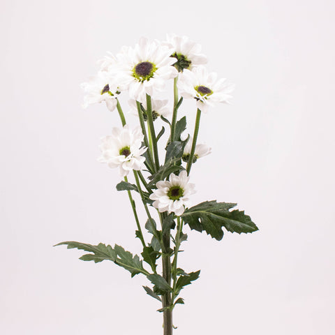 Mini Santini Flowers Single Stem