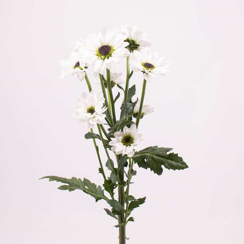 Mini Santini Flowers Single Stem